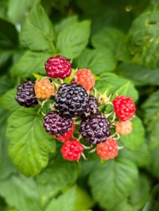 Once raspberries are picked, they stop ripening, so under-ripe berries that are harvested will never mature to the maximum sweetness. The black raspberry plant is a high producing early variety whose upright growth makes it easy for picking.