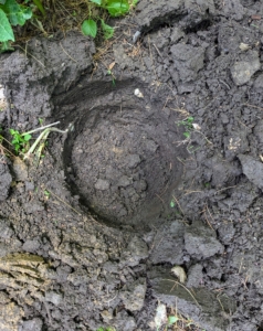 Holes are dug about twice the size of the original pots.