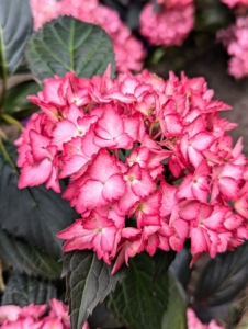 Its blooms are bold cranberry or amethyst depending on the soil ph.