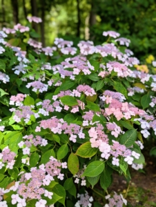 In addition to the mopheads, there are also hydrangeas that bloom in lovely lacecaps in this garden.