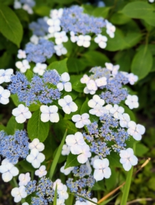 The lacecap is very similar to the mophead, but instead of growing round clusters of showy blossoms, this hydrangea grows flowers that resemble flat caps with frilly edges.