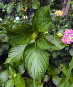 Most hydrangea leaves are relatively thick, somewhat shiny, and often heart-shaped with coarsely toothed edges.