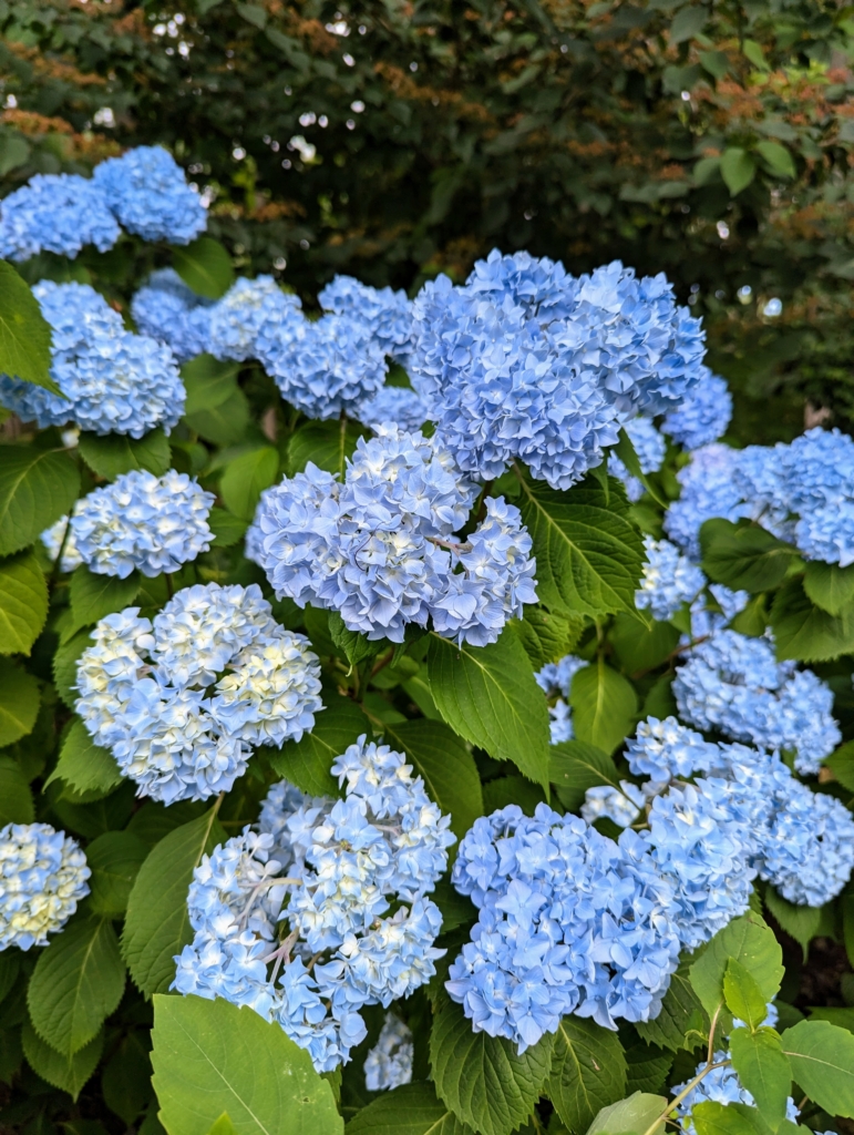 My Hydrangea Border - The Martha Stewart Blog