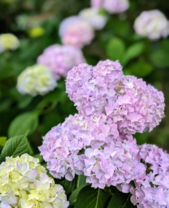 Hydrangeas are long-lived, and extremely vigorous specimens that offer lavish and varied blooms. The most common garden hydrangea shrub is the bigleaf mophead variety, Hydrangea macrophylla. The name hydrangea originates from two Greek words – “hydro” meaning “water” and “angeion” meaning “vessel” or “container.” Together, the rough translation is “water vessel” which refers to their exceptional thirst for water.