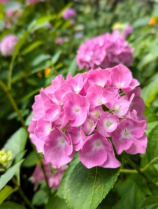 Most hydrangeas are shrubs, but some are small trees. They can be either deciduous or evergreen, though the widely cultivated temperate species are all deciduous.