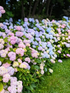 My hydrangeas thrive in this border. Hydrangeas are one of the most popular ornamental garden plants because of their large spherical bloom heads that come in shades of pink, purple, and blue.