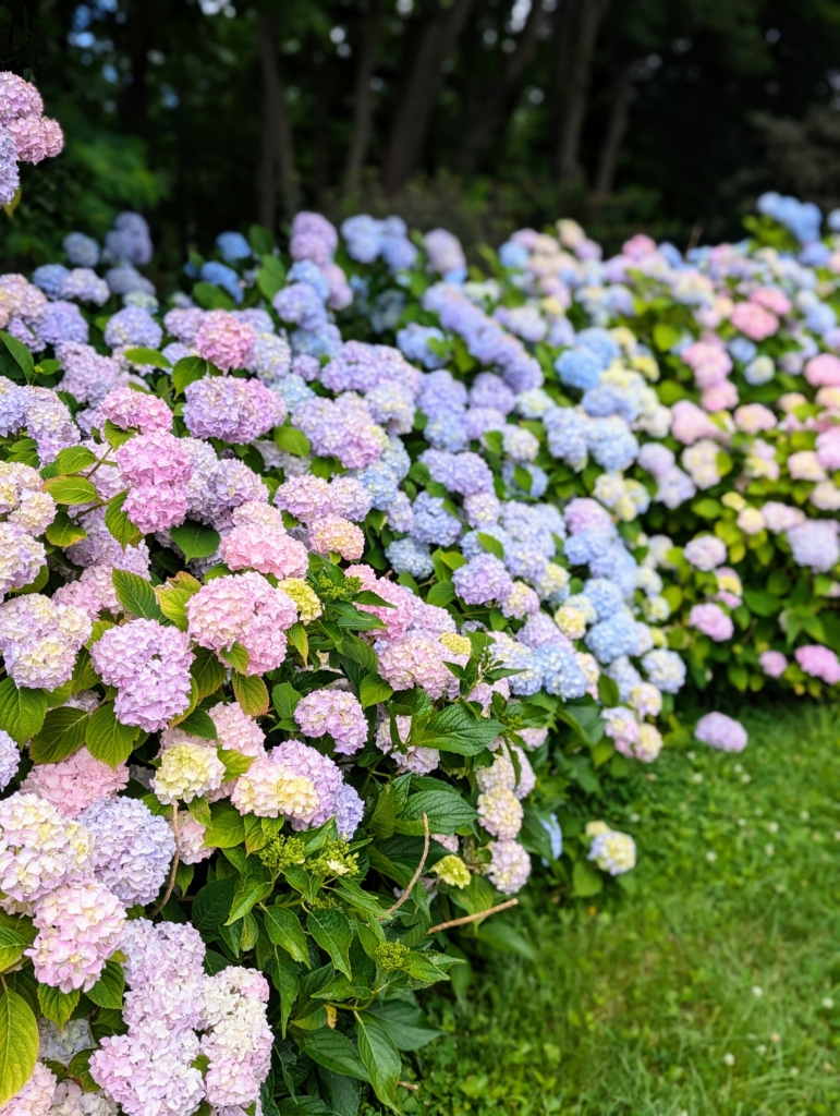 My Hydrangea Border - The Martha Stewart Blog