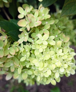 Panicle hydrangeas are known for their more cone shaped flower heads. This is a dwarf Little Lime® Panicle Hydrangea shrub, loved for its light green summer flowers that transition to pink in the fall.