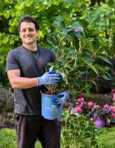 Here's Ryan holding a potted Hydrangea 'Twist-n-Shout' - a lacecap variety from the Endless Summer bigleaf hydrangea series. This variety features deep pink or periwinkle blue flowers