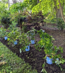 Ryan places the pots where they should be planted - for these, about three to four feet apart. Always consider the mature size of a plant when selecting where to put it.