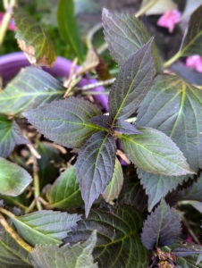 This variety is a true dark-leaf mophead hydrangea. It has intense, dark purple leaves that hold their color, even in warmer climates.