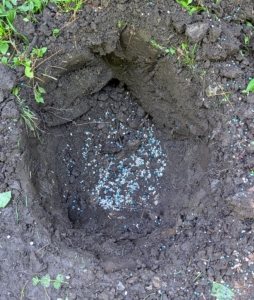 Fertilizer is sprinkled into the hole and the surrounding soil.