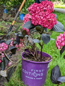 This is Hydrangea 'Eclipse®,' a dark-leaved Bigleaf Hydrangea from First Editions.