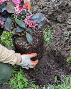 As with all our transplants, the root ball is teased before planting. Here, the soil is soft, so Chhiring uses his hands to scarify the roots and stimulate growth.