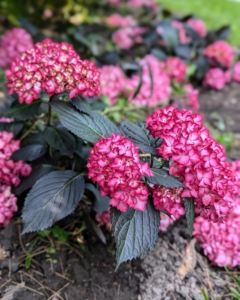 In the ground, the plant should sit at the same depth it was in the pot. All these hydrangeas will flourish in this garden and make nice additions to the beds. How are your hydrangeas this year?