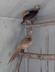Inside, the five birds have a ladder where they can roost and rest. These birds are not big. Golden Pheasants can weigh between one and two pounds when full grown.