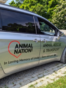 This week, our friends from Animal Nation Inc. came by with a delivery. This organization is a go-to resource for at-risk animals from New York City and the surrounding areas. The peacock they brought over was in need of a home - I saw it during a recent visit to the sanctuary.