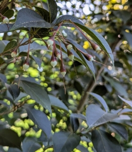 Look closely and see the drupes, or seed pods, hanging from the branches.