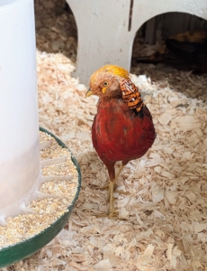 This is a red golden pheasant with its bright colorful plumage. Males have the golden-yellow crest with a hint of red at the tip. The face, throat, chin, and the sides of neck are rusty tan.