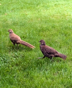 I also adopted these two female golden pheasants.