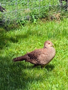 Female golden pheasants, or hens, are completely brown and dotted with black spots.