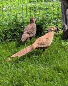 These hens are already enjoying their large outdoor yard. The males are also coming out more since these two arrived. Do you know… while pheasants are able to fly fast for short distances, they actually prefer to run. And they run very fast - sometimes up to eight to 10 miles per hour.