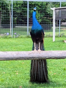 Since most of my peafowl were hatched right here at my farm, they are all accustomed to the loud noises and busy activities. My peafowl live in a large enclosure just outside my stable where they can be monitored closely during the day. Here is one of my mature "blue boys."