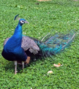 My "blue boys" have such gorgeous long trains. I visit the peafowl and all the other animals every day during my tours of the gardens and grounds.