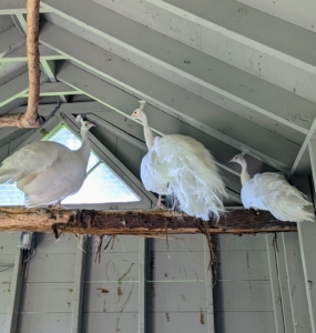 It wasn't long before the other white peafowl found him and kept him company. My new rescued peacock is on the far right.