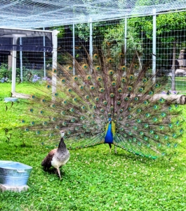 It is mating season, so during this time, the males will show off their tail feathers to the females. This peahen doesn't look so interested. Males also fan their trains to show dominance, intimidate predators, and communicate with others.