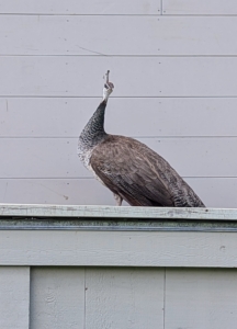 Here is one of my peahens. A hen's plumage is generally more muted than the vibrant colors of male peacocks.
