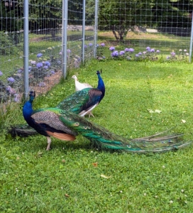I am so happy all my peacocks and peahens get along. They are outdoors all day in their enclosure, where they are safe from predators. And then put into the coop at night.