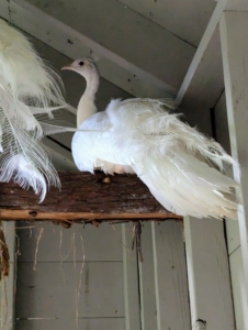 The bird quickly flew to a top perch in the peacock coop. Most white birds have a genetic condition called leucism, which causes pigment cells to fail to migrate from the neural crest during development. Leucistic peachicks are born yellow and become fully white as they mature.