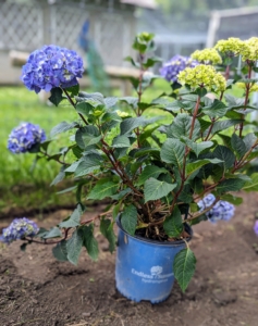 I decided to put these BloomStruck® Bigleaf Hydrangeas around two sides of my peafowl and goose enclosure, where they could be seen from the carriage road.