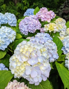 The secret to the hydrangea’s color is in the soil, or more specifically, the soil’s pH level. Adjusting the measure of acidity or alkalinity in the soil can influence the color of the hydrangea blossoms. Acidic soils tend to deepen blue shades, while alkaline environments tend to brighten pinks. The Hydrangea “flower” is really a cluster of flowers called a corymb.