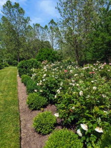 At the back of this field is a formal rose garden filled with more than a 120-rose plants. I redesigned the 68-foot by 30-foot rose garden last year for three types - floribunda, hybrid tea, and shrub roses - all with gorgeous color, form, and fragrance.