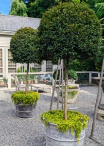 These potted Eugenias are in the upper courtyard. Eugenia topiary, or an Australian Brush Cherry tree, Syzygium paniculatum, is an evergreen tree or shrub with shiny dark green leaves native to Australia and New Zealand.