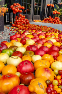 Here's another photo showing the summer palette of red, yellow, and green tomatoes - big, medium, and small. (Photo by Charles Wills)