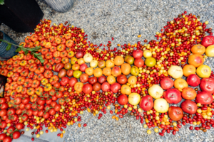 Here's a view from above - each tomato is gently placed on the ground flanking the doors. Guests took home tomatoes after the party. (Photo by Charles Wills)