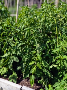 By July, the tomato plants are nearly doubled in size.