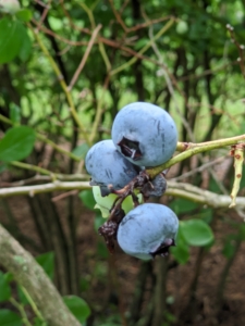 When harvesting the fruits, select plump, full berries with a light gray-blue color. A berry with a hint of red is not fully ripened.