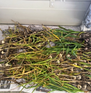 All the garlic is now in one area of my carport where it can cure for several weeks. Curing is a process of letting the garlic dry in preparation for long-term storage. There’s no need to wash garlic – the point is to dry them out.