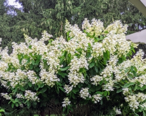 On one side of the court behind and next to the observation pergola, is a selection of beautiful white hydrangeas including Pee Gee hydrangeas.