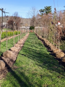 Here is one of the early rows. For a maze, it’s best to use relatively fast-growing trees. Many will grow to be at least six feet tall and two feet wide at maturity.