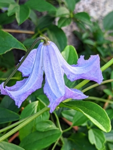 This is Clematis viticella ‘Betty Corning’, which has slightly fragrant, bell-shaped flowers that bloom from summer to fall.