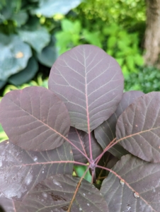 Here, these leaves have turned a beautiful deep dusky purple color.