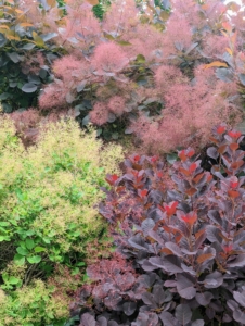 Cotinus, the smoketree or smoke bush, is a genus of seven species of flowering plants in the family Anacardiaceae, closely related to the sumacs. It has an upright habit when young and spreads wider with age.