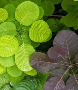 They have rich colored foliage in dark purple or bright green.