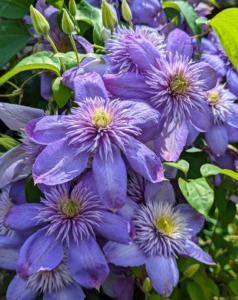 It can take several years for a clematis vine to mature and begin flowering prolifically. To shorten the wait, one can purchase a plant that’s at least two-years old. Clematis also prefer soil that’s neutral to slightly alkaline in pH.