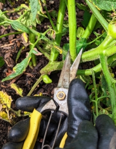 Ryan also removes any suckers he sees — those vigorous stems sprouting in-between a “V” of the stem and side branch. He removes the suckers beneath the first fruit cluster so they won’t slow the development of the fruit. It also keeps the plant open, allowing for good air circulation.